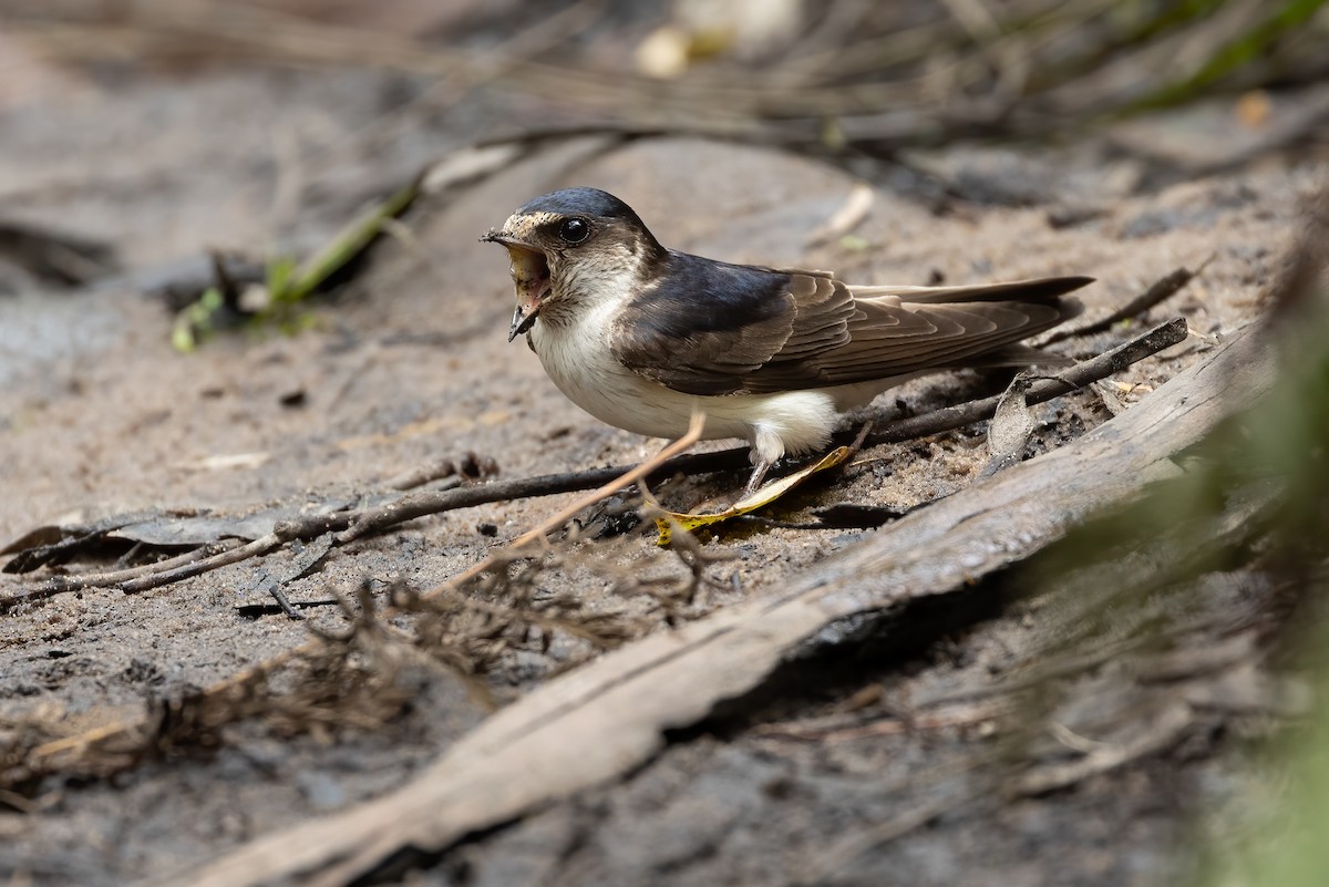 Hirondelle des arbres - ML648871692