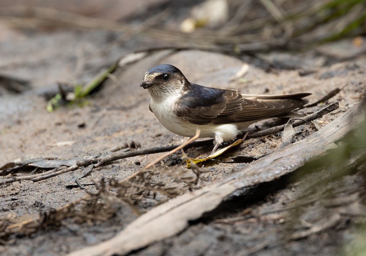 Hirondelle des arbres - ML648871693