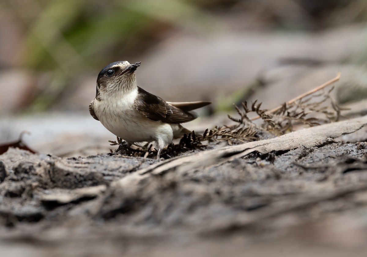 Hirondelle des arbres - ML648871695