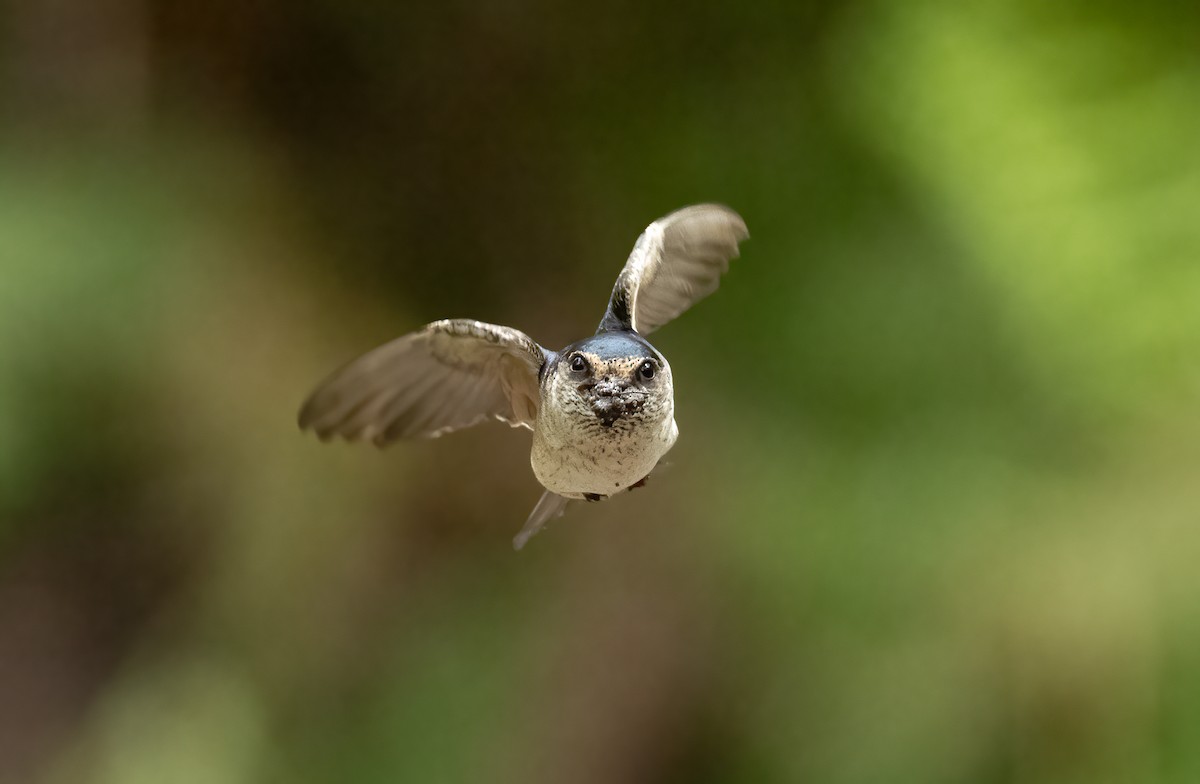 Hirondelle des arbres - ML648871696