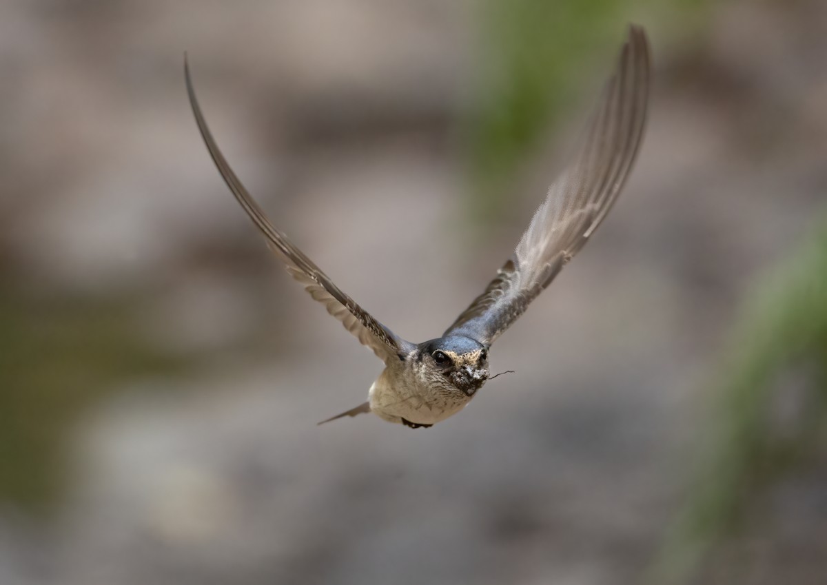 Hirondelle des arbres - ML648871698