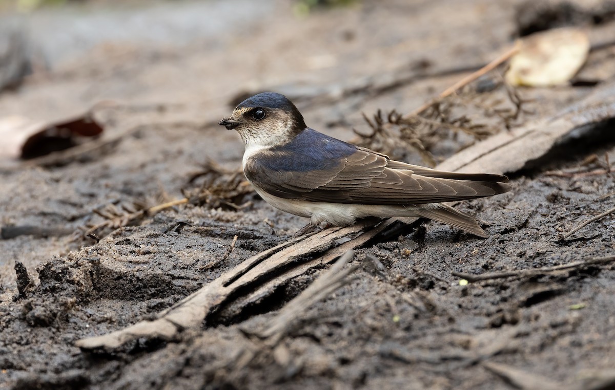 Hirondelle des arbres - ML648871699