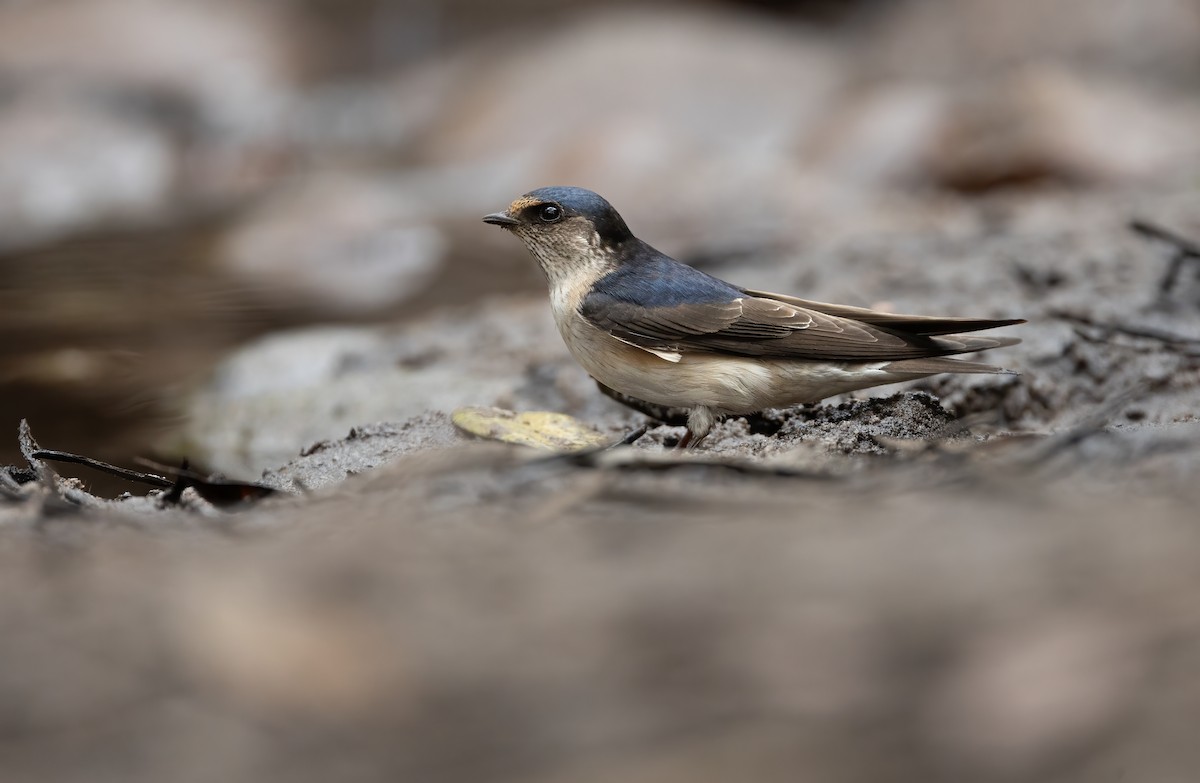 Hirondelle des arbres - ML648871700