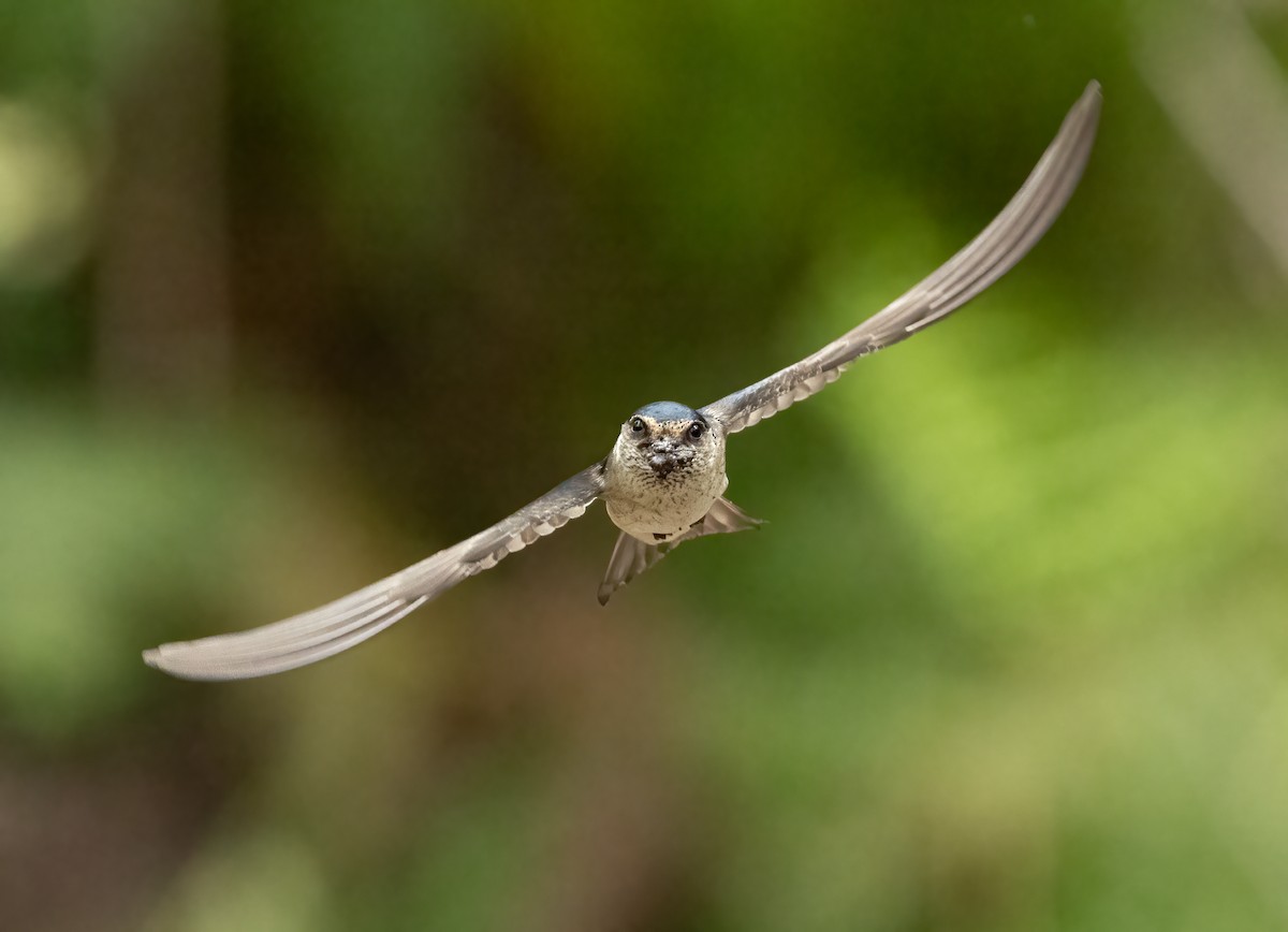 Hirondelle des arbres - ML648871701