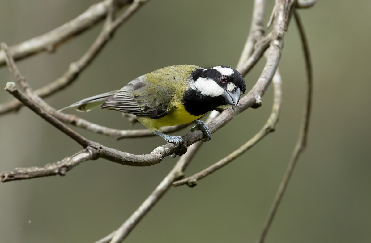 Falconelle à casque - ML648871734