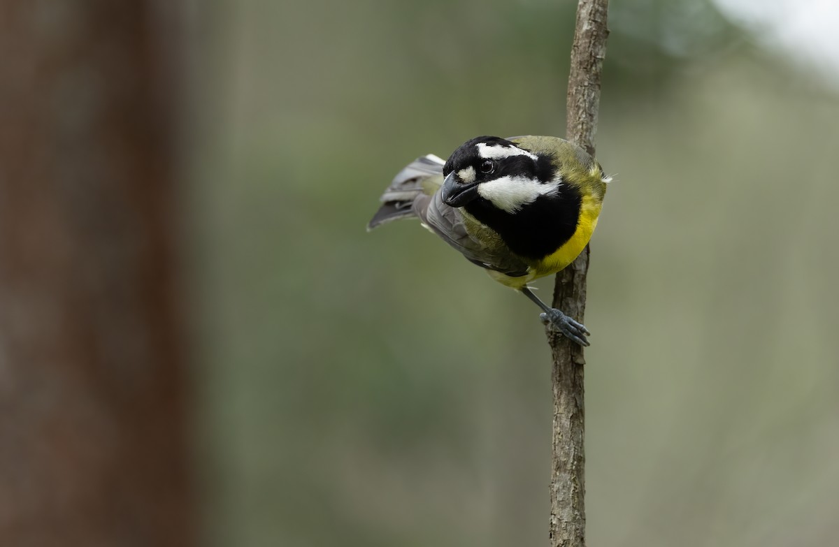 Falconelle à casque - ML648871735
