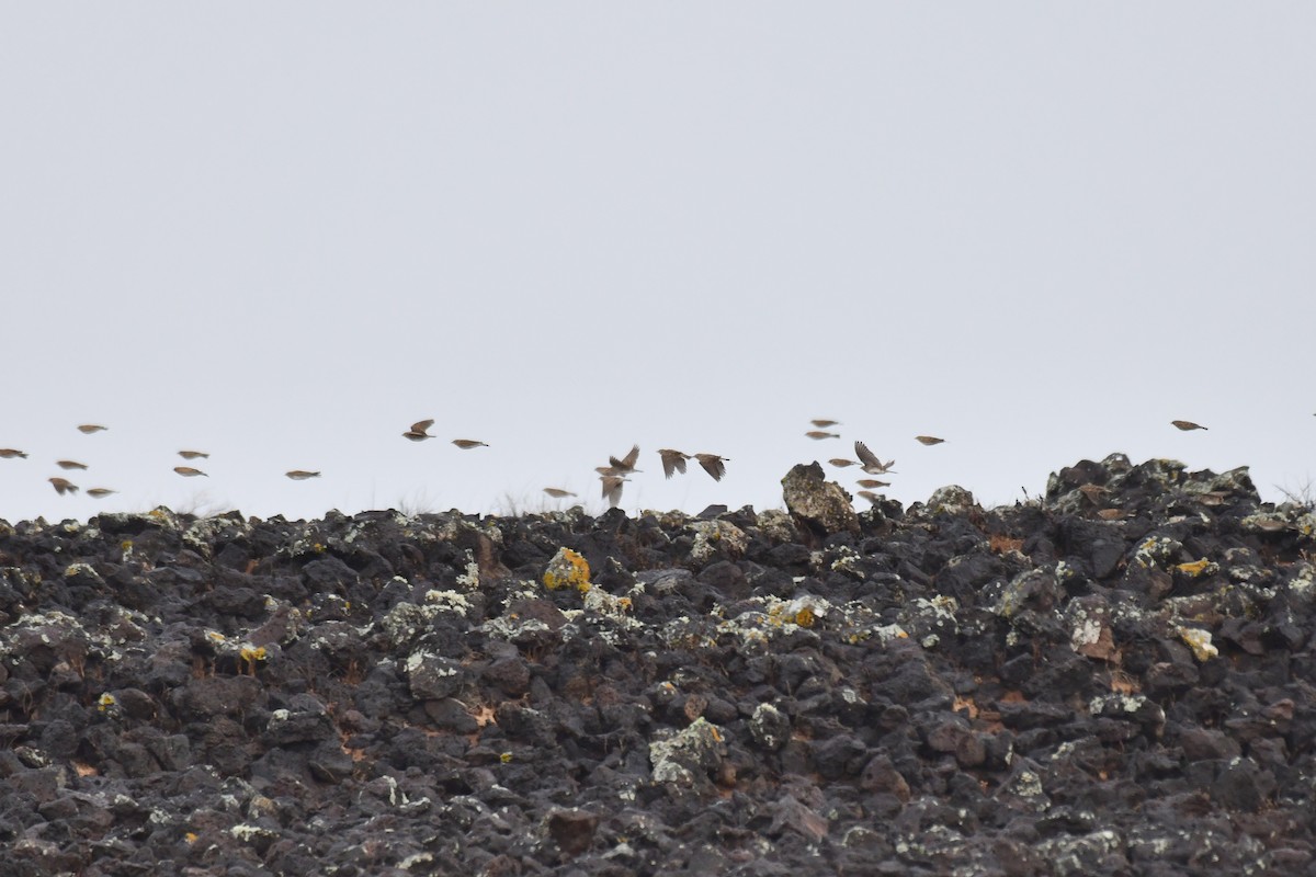 Mediterranean Short-toed Lark - ML648871890