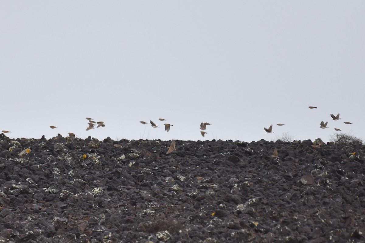 Mediterranean Short-toed Lark - ML648871891