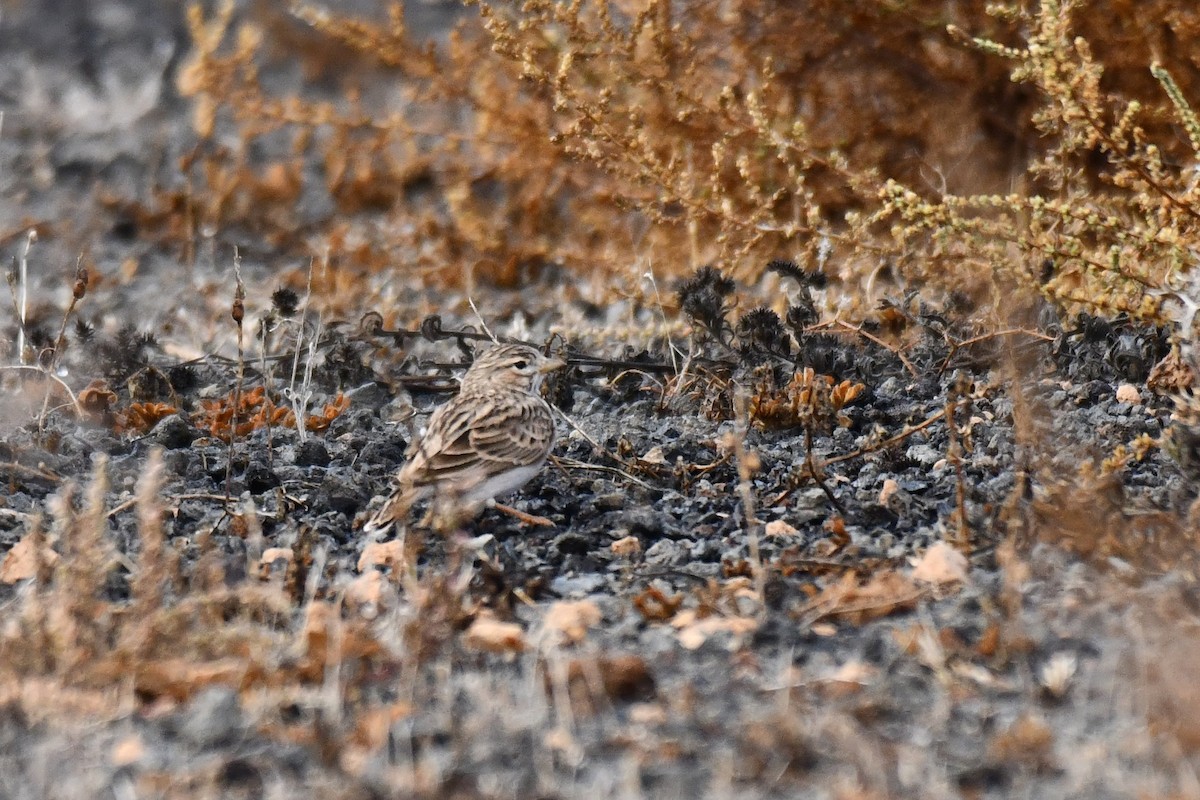 Mediterranean Short-toed Lark - ML648871902