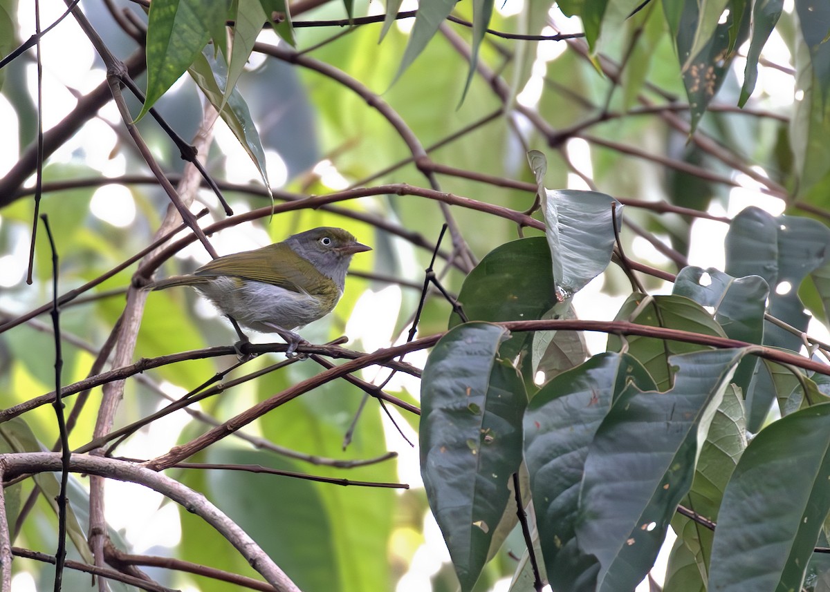 Graubrustvireo - ML648872158