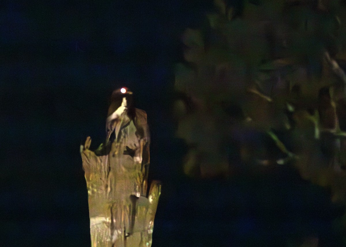 Weißflügel-Tagschläfer - ML648872162