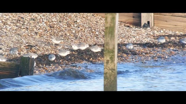 חופית לבנה - ML648872316