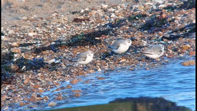חופית לבנה - ML648872317