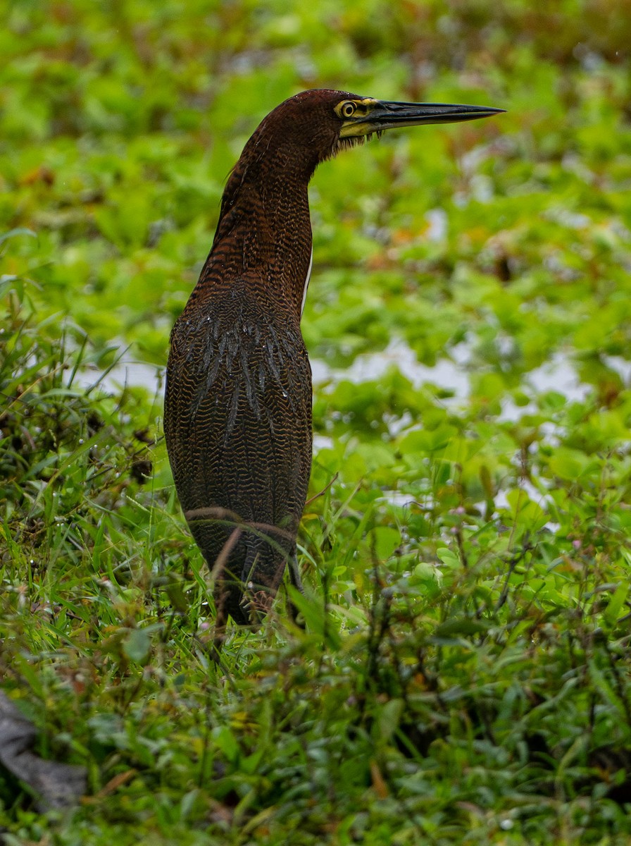 Rufescent Tiger-Heron - ML648872547