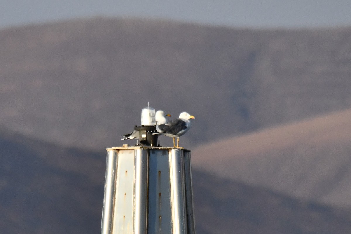 Lesser Black-backed Gull - ML648872603