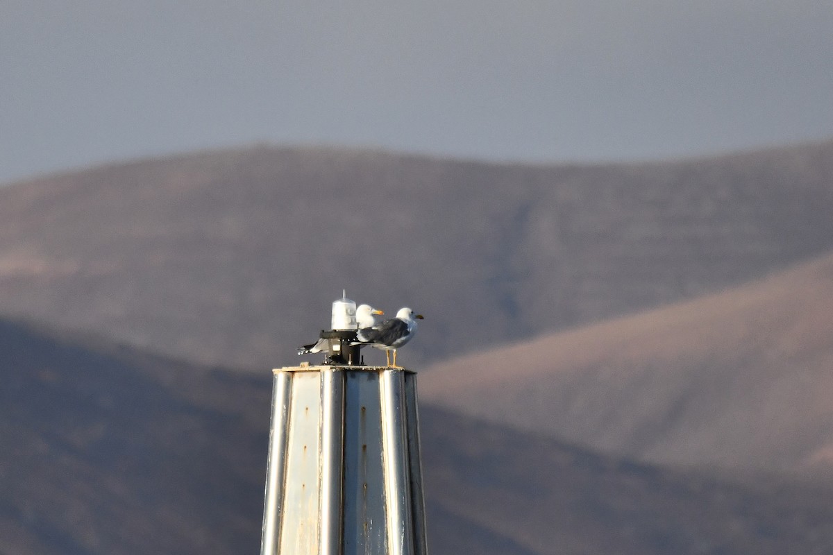 Lesser Black-backed Gull - ML648872604