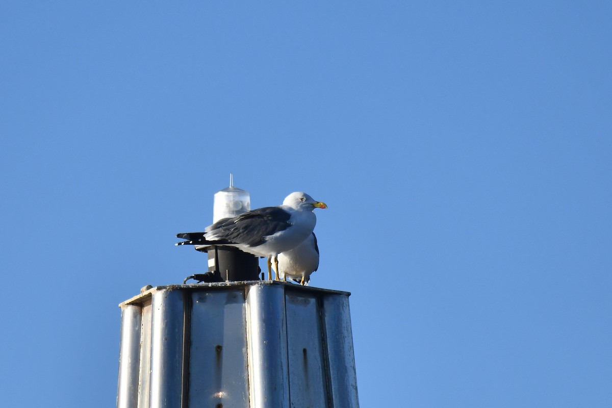 Lesser Black-backed Gull - ML648872605