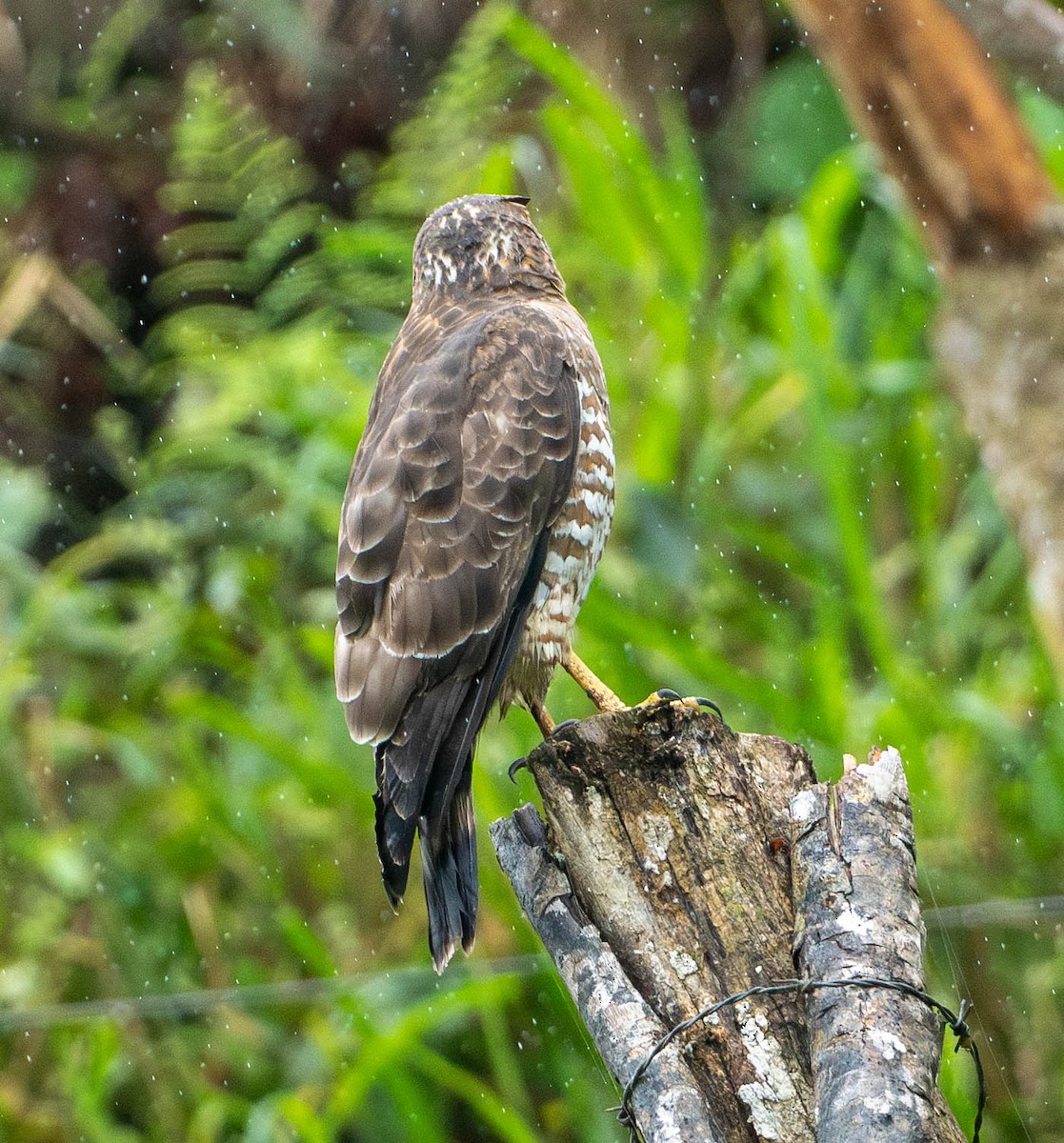 Broad-winged Hawk - ML648872650