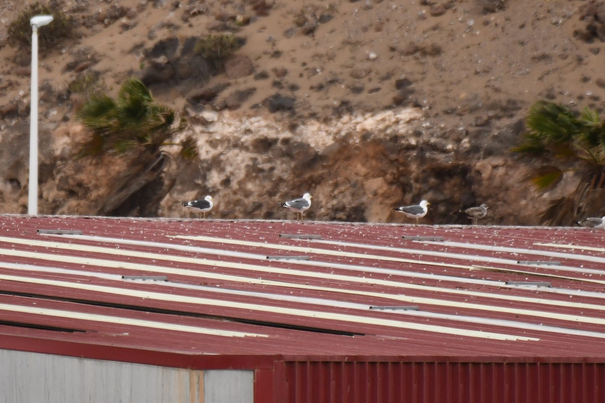 Lesser Black-backed Gull - ML648872762
