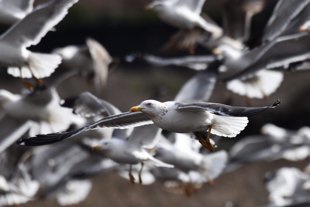 Lesser Black-backed Gull - ML648872763
