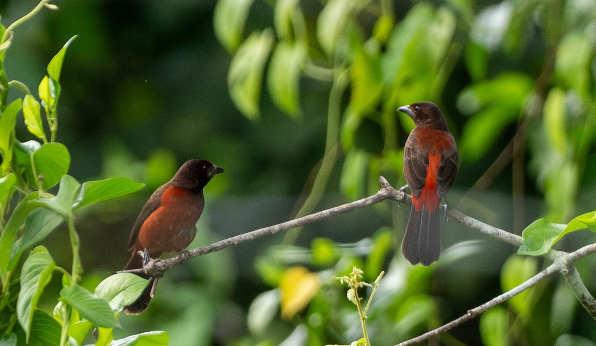Crimson-backed Tanager - ML648872845