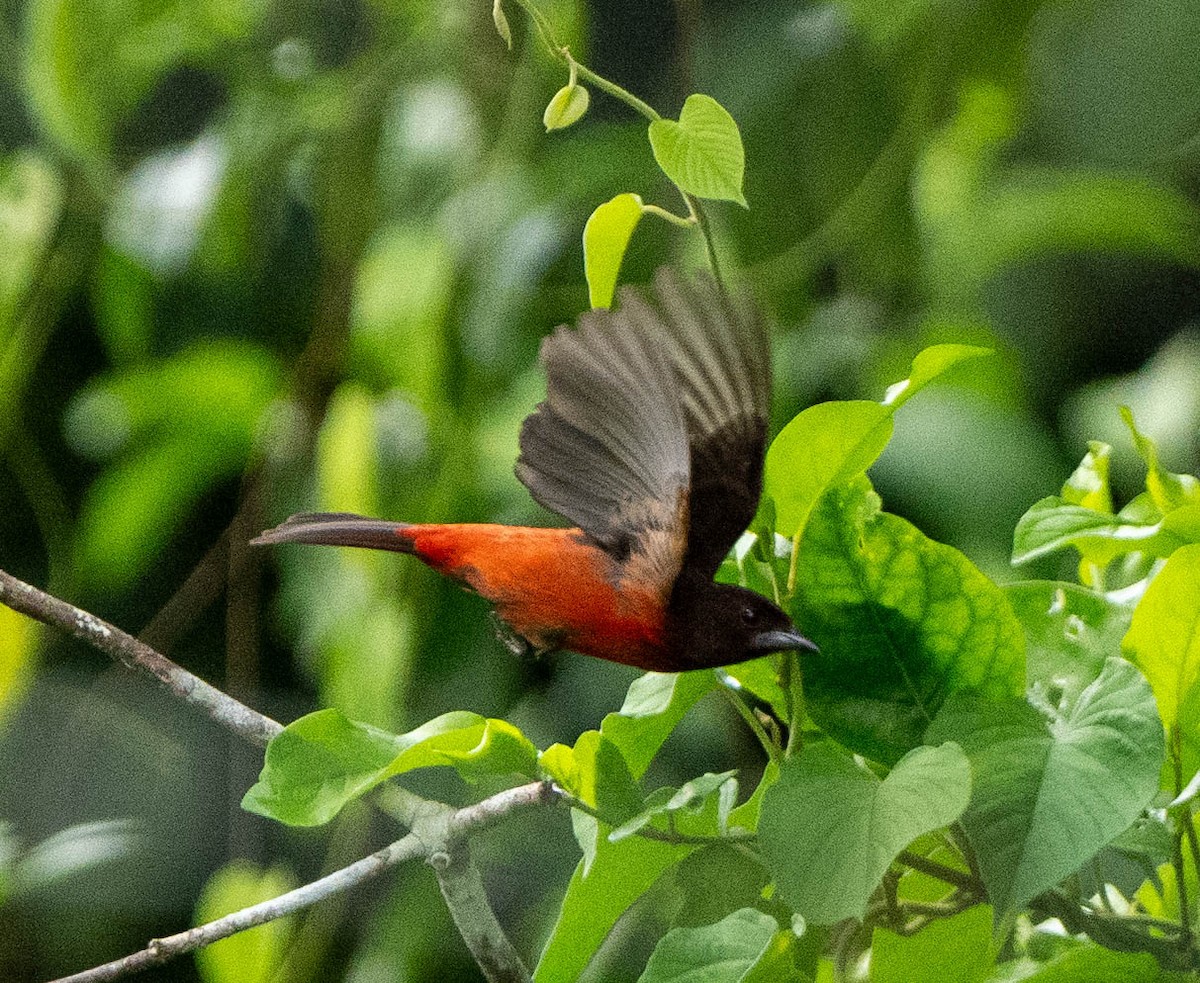 Crimson-backed Tanager - ML648872846