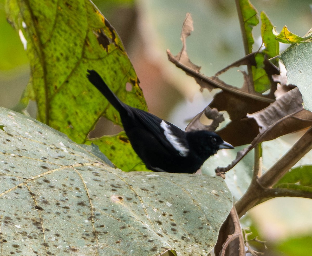 White-shouldered Tanager - ML648872854