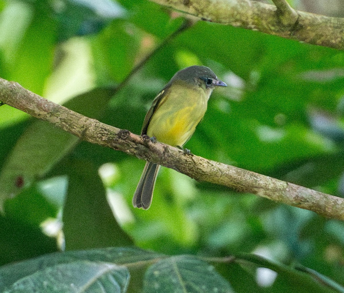 Forest Elaenia - ML648872858