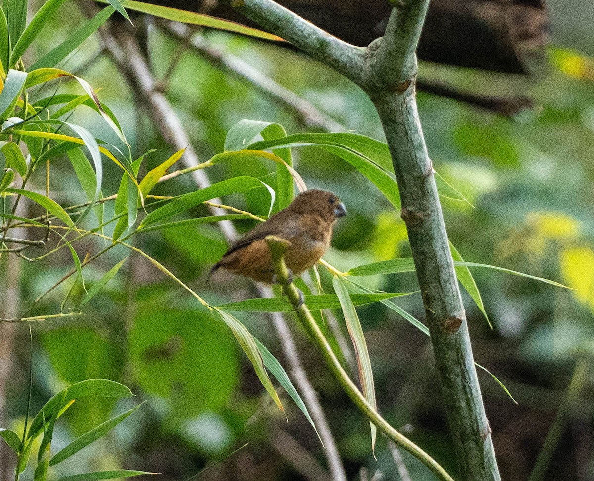 Thick-billed Seed-Finch - ML648872862