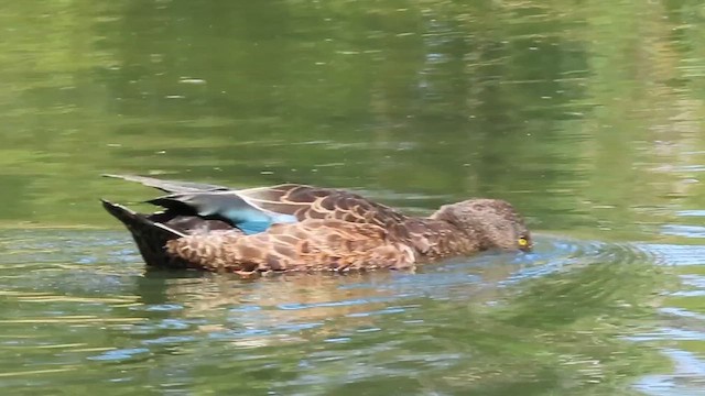 ミカヅキハシビロガモ - ML648872869