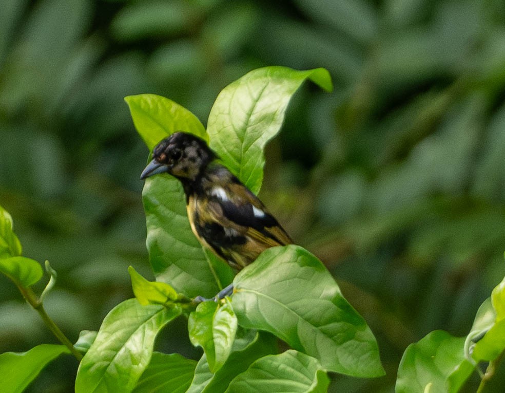 White-shouldered Tanager - ML648872891