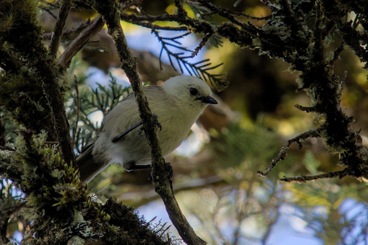 hvithodemohua - ML648873126