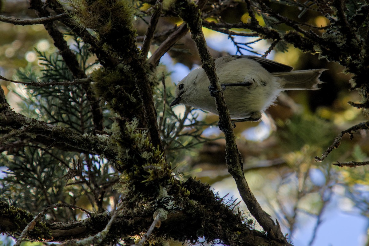 hvithodemohua - ML648873129