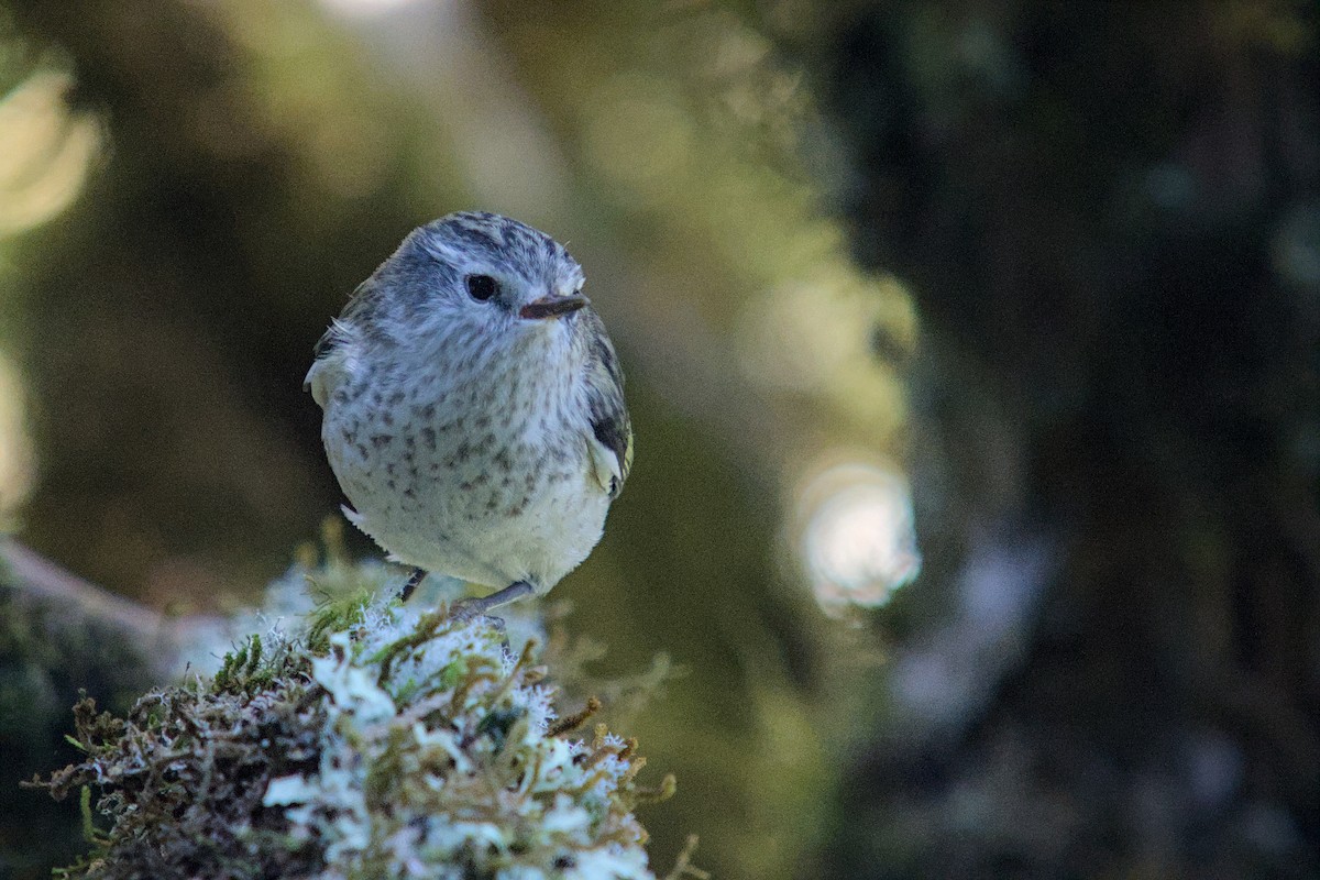 skogklatresmett - ML648873154