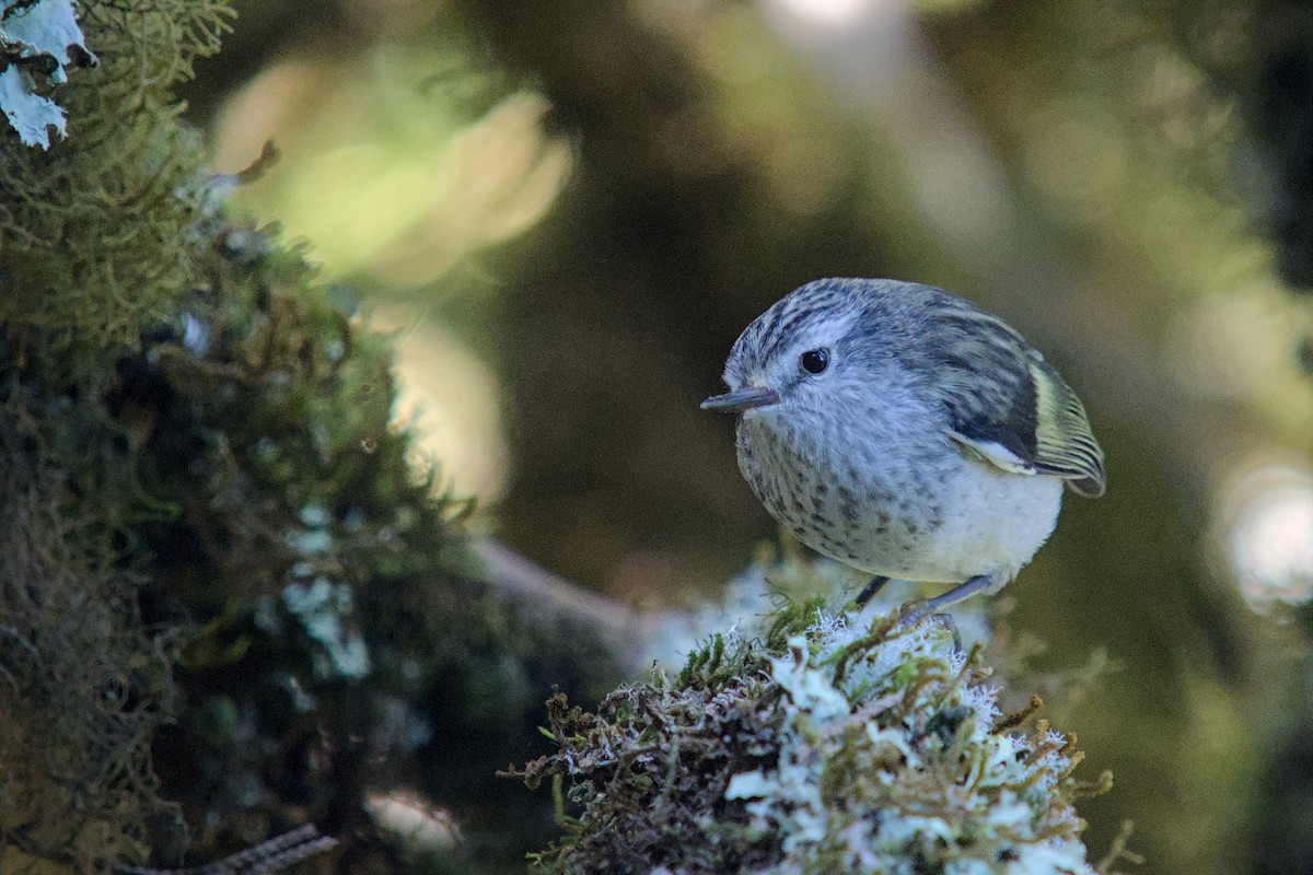 skogklatresmett - ML648873157