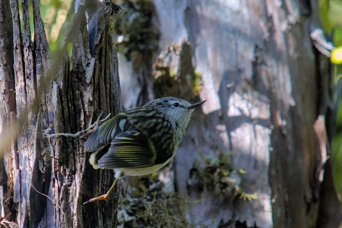 skogklatresmett - ML648873171