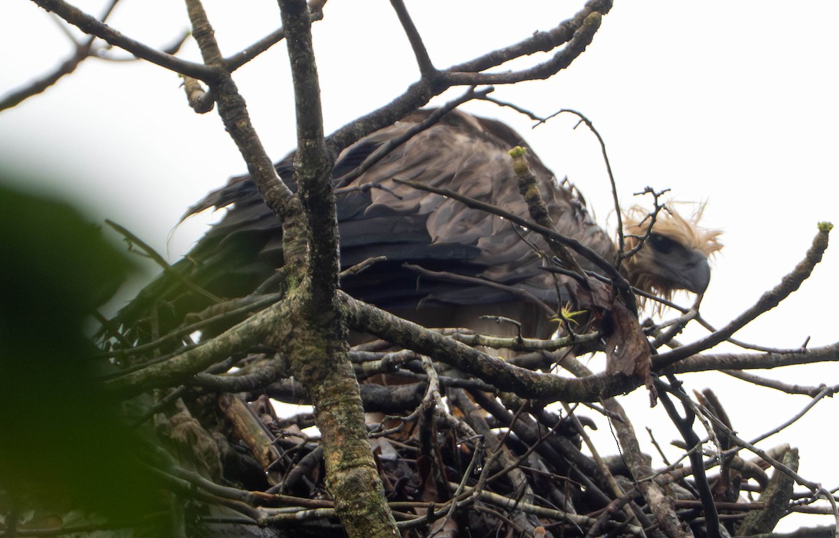 Harpy Eagle - ML648873176