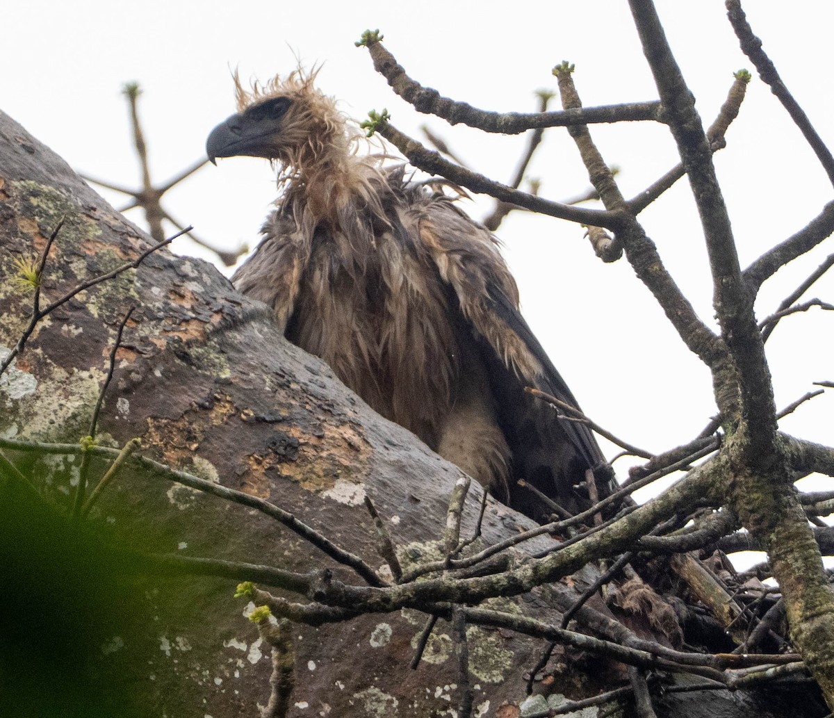 Harpy Eagle - ML648873177