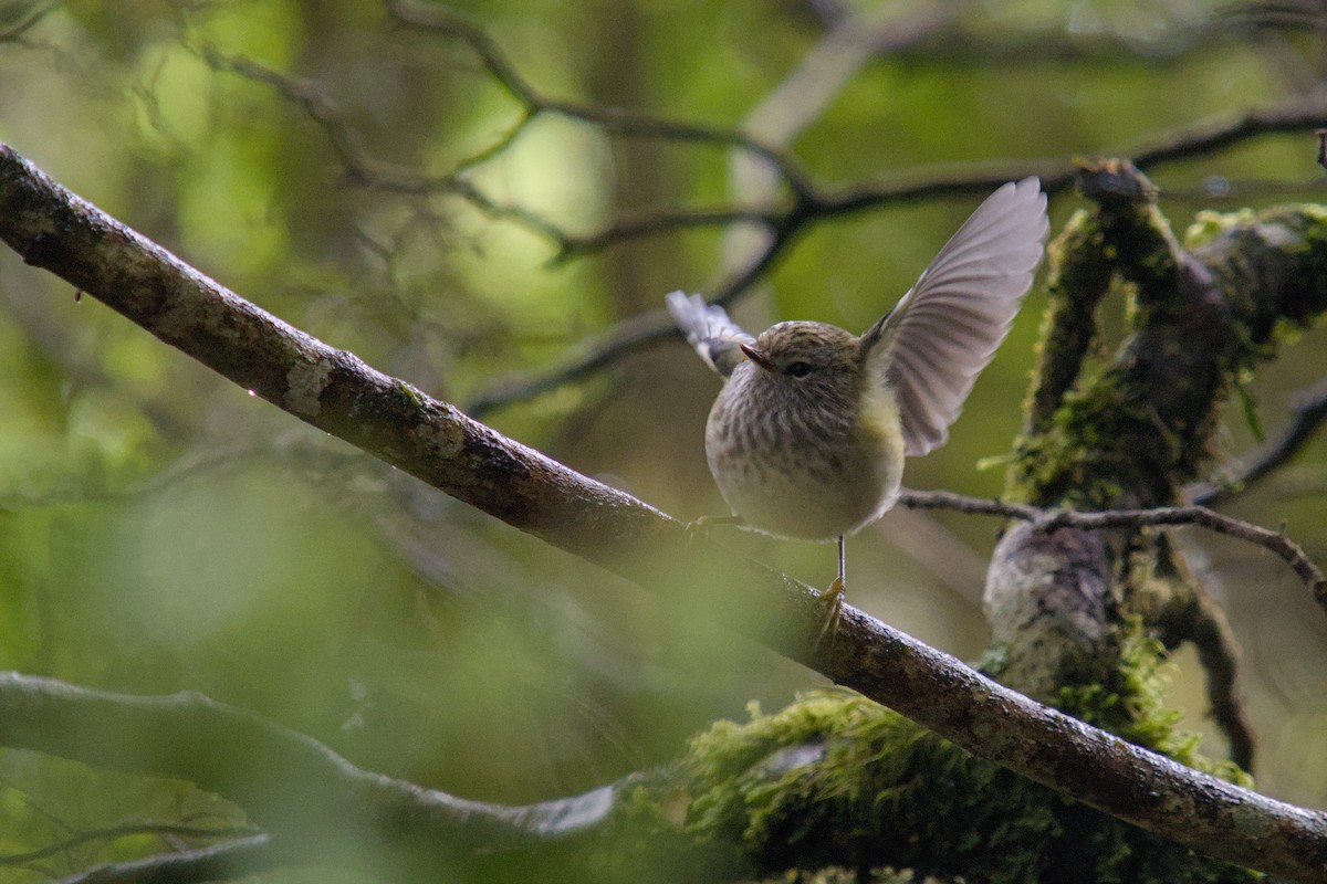 skogklatresmett - ML648873237