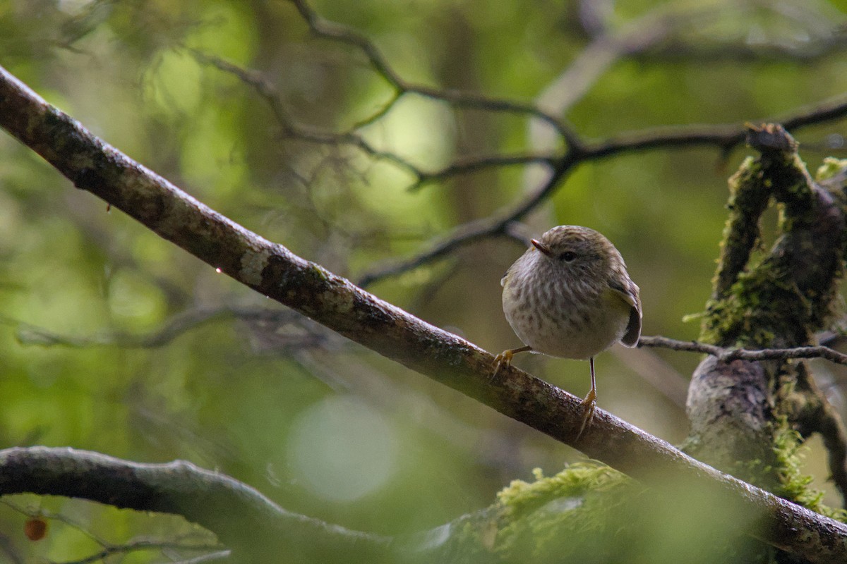 skogklatresmett - ML648873241