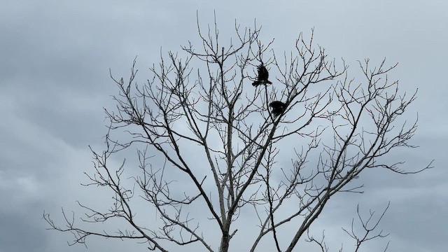 Kırmızı Boğazlı Karakara - ML648873300