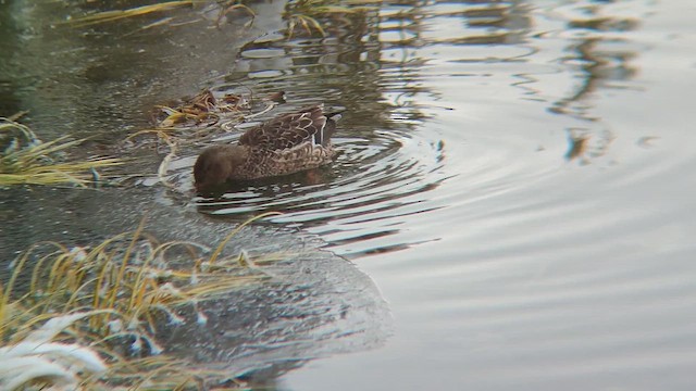 skjeand - ML648873623