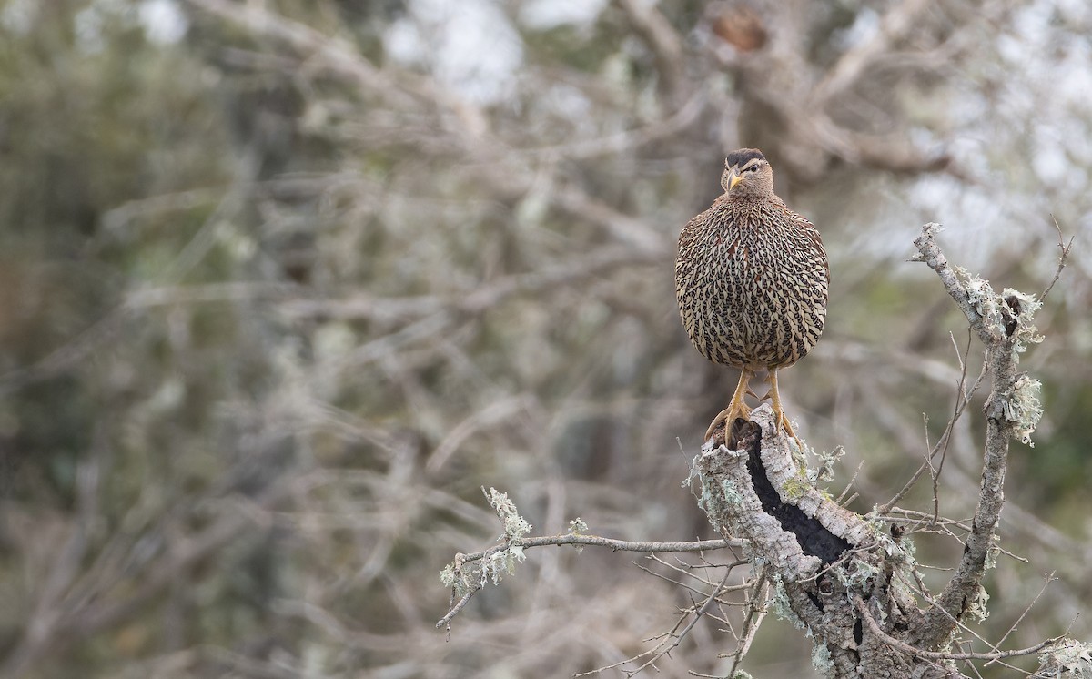 Турач двошпоровий - ML648873750