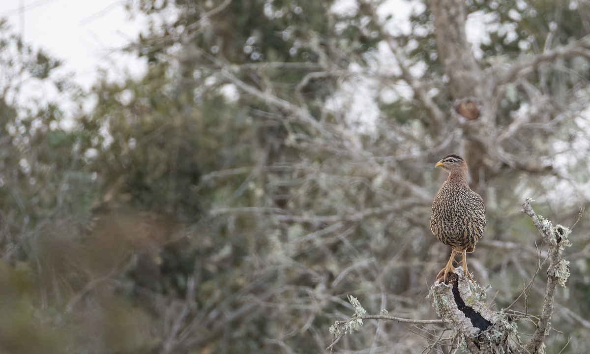 Турач двошпоровий - ML648873751