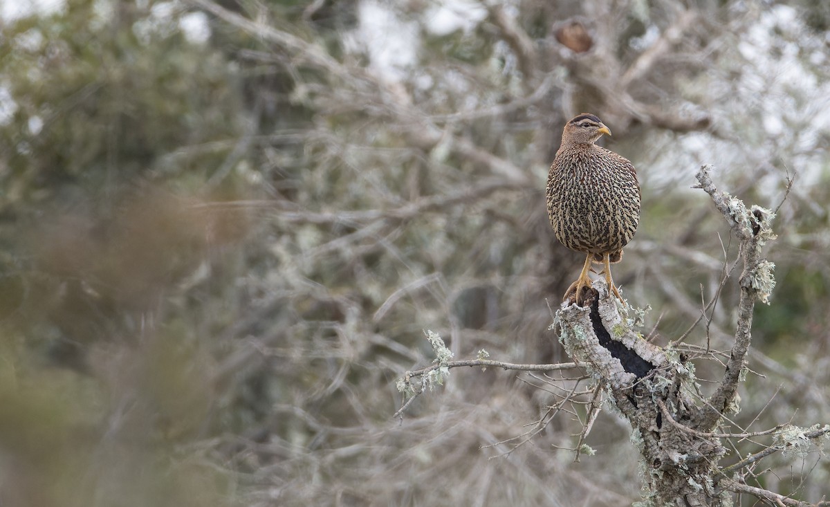 Турач двошпоровий - ML648873752