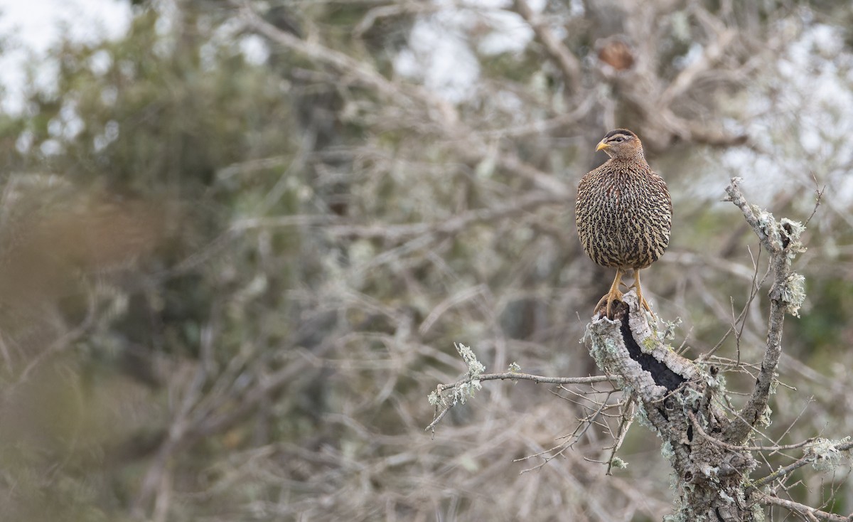 Турач двошпоровий - ML648873753