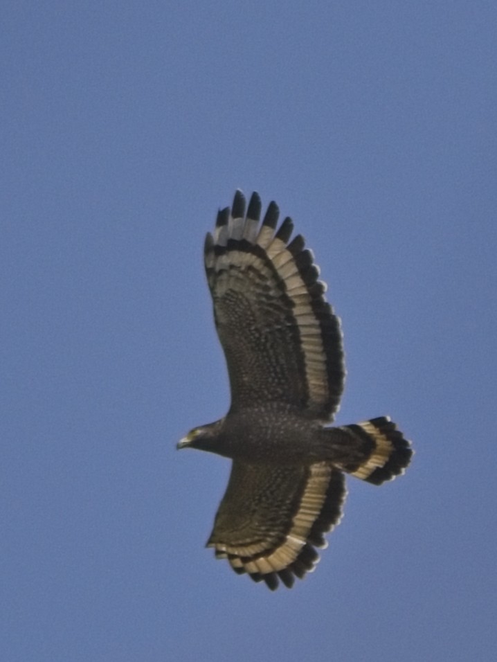 Змієїд чубатий - ML648873754