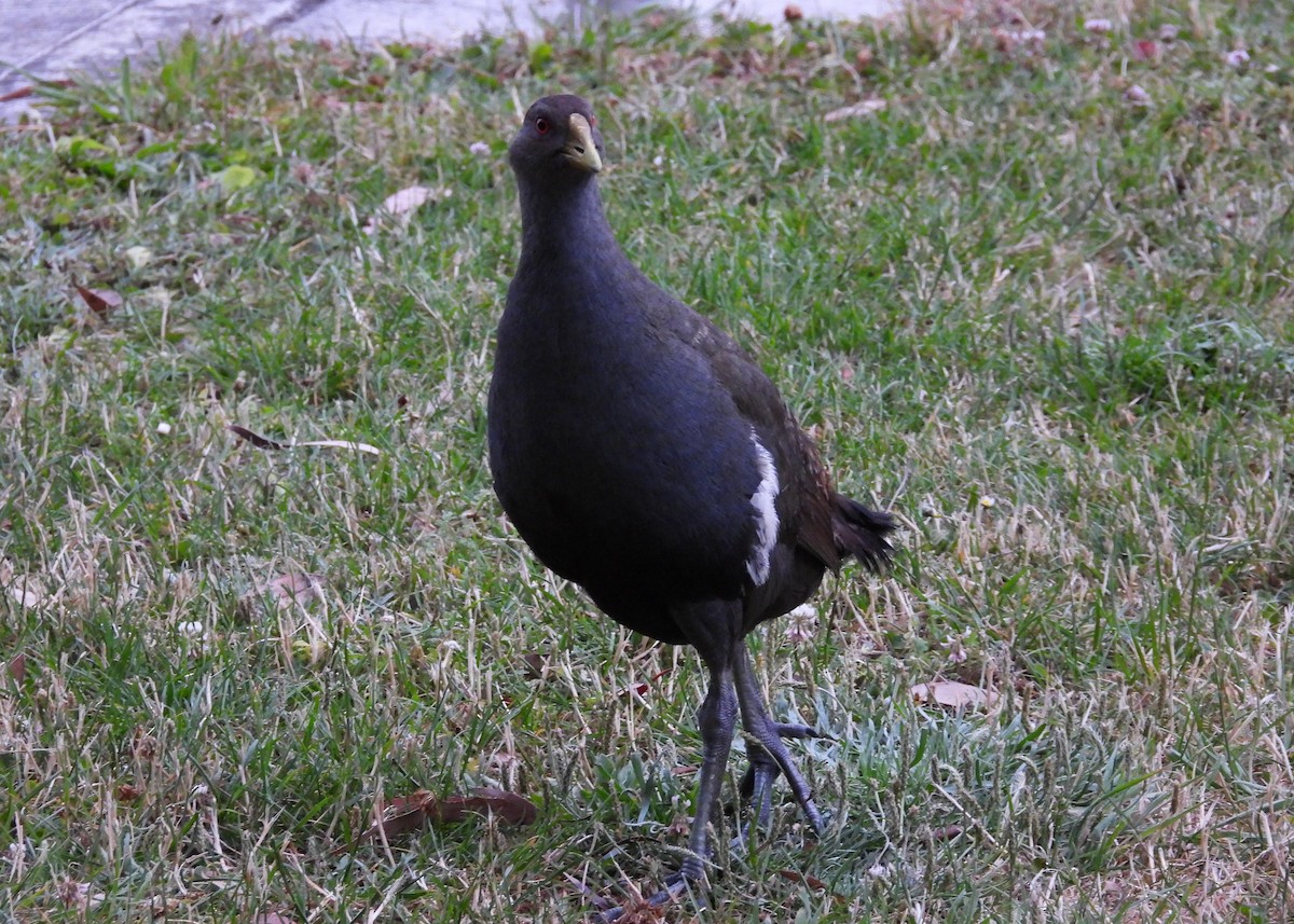 Курочка тасманійська - ML648873755