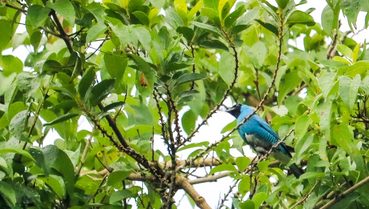 Терзина - ML648873759