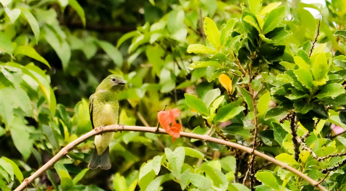 Терзина - ML648873760